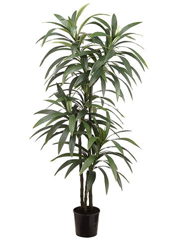 6' Yucca in Pot  Green (pack of 2)