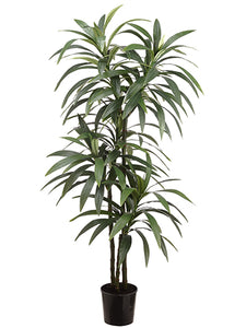 6' Yucca in Pot  Green (pack of 2)