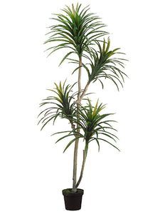 6' Yucca Tree x2 in Plastic Pot Green Burgundy (pack of 2)