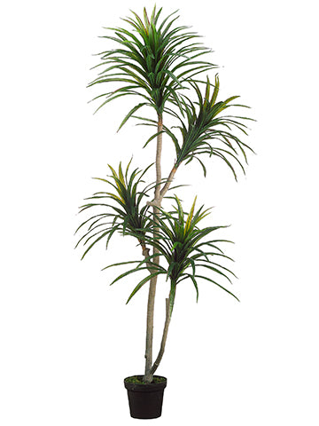 plastic yucca plant 6' Yucca Tree x2 in Plastic Pot Green Burgundy (pack of 2) – All Nations  Flower