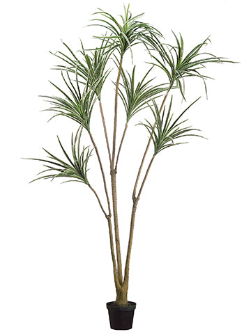 6' Yucca Tree  Green Cream (pack of 2)