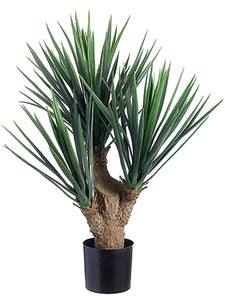 26" Yucca Plant x3 in Pot With 107 Leaves Frosted Green (pack of 2)