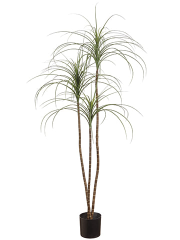 5' Yucca Tree in Pot  Green Frosted (pack of 2)