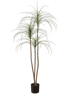 5' Yucca Tree in Pot  Green Frosted (pack of 2)