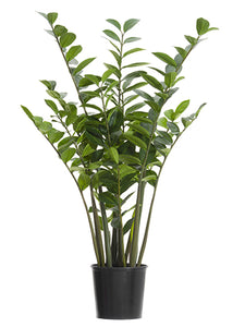 4' Zamioculcas Zamiifolia Plant in Plastic Pot Green (pack of 1)