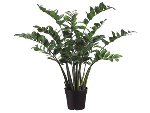 3' Zamioculcas Zamiifolia Plant x10 With 154 Leaves in Plastic Pot Two Tone Green (pack of 1)