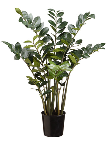 4' Zamioculcas Plant x13 With 214 Leaves in Pot Two Tone Green (pack of 1)