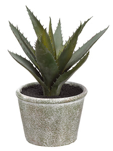 8" Agave in Paper Mache Pot  Green Gray (pack of 6)