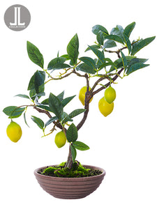 17" Lemon Bonsai in Clay Pot  Yellow Green (pack of 4)