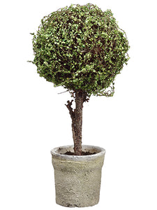 19" Baby's Tear Ball Topiary in Pot Green (pack of 4)