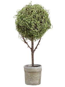 26.5" Baby's Tear Ball Topiary in Pot Green (pack of 1)