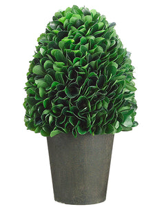 10" Dried Look Boxwood in Paper Mache Pot Green (pack of 2)
