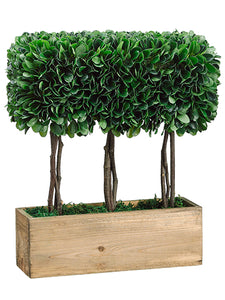 15" Dried Look Boxwood Topiary in Wood Container Green (pack of 2)