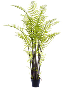 71" Forest Fern in Plastic Planter Green (pack of 1)