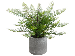 15" Lace Fern in Cement Pot  Green (pack of 6)