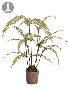 39" Dicranopteris Fern Plant in Clay Pot Green (pack of 1)