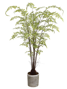 76" Fern Tree in Mgo Pot  Green (pack of 1)