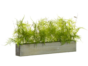 12"H X 8"W X 30"L Soft PE Asparagus Fern in Wood Pot Green (pack of 4)