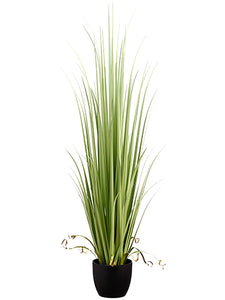 60" Reed Grass in Pot  Light Green (pack of 2)