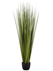 66" Reed Grass Bundle x6 in Pot Dark Green (pack of 1)