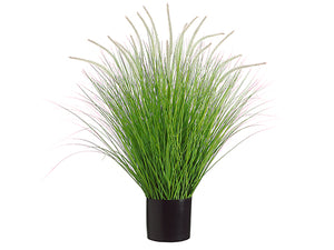 39" Dog Tail Onion Grass x18 in Pot Green Cream (pack of 2)