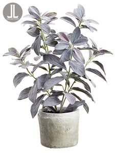 17" Sage in Clay Pot  Gray Green (pack of 6)