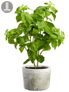 15.5" Basil in Clay Pot  Green (pack of 6)