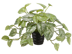 9.5" Hoya Bella Plant in Plastic Pot Green (pack of 24)