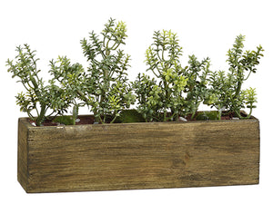 6.5"Hx10"L Thyme in Wood Box  Green (pack of 4)