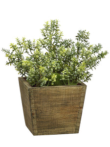 8"Hx4.25"L Thyme in Wood Pot  Green (pack of 4)