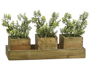 6.5hx11.7"L Thyme in Box x3 on Wood Tray Green (pack of 4)