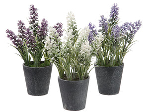 8" Lavender in Paper Mache Pot (3 Colors/Assorted) Assortment (pack of 12)