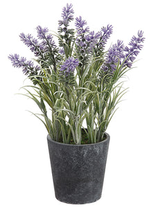 11" Lavender in Paper Mache Pot Purple (pack of 6)