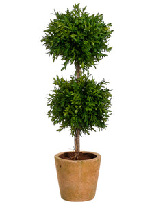 24" Tea Leaf Double Ball Topiary in Terra Cotta Pot Green (pack of 2)