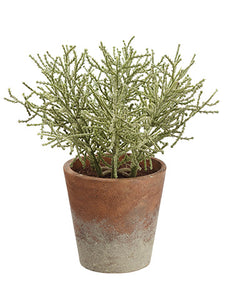 8" Spanish Moss in Paper Mache Pot Green Gray (pack of 12)