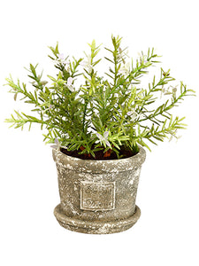 10" Flowering Rosemary in Cement Pot Green Lavender (pack of 4)