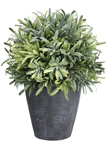 8" Rosemary Ball in Pot  Green (pack of 4)