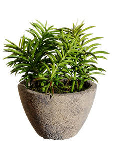 8" Succulent in Cement Pot  Green (pack of 4)