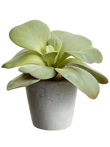 6" Soft Kalanchoe in Cement Pot Green Gray (pack of 6)