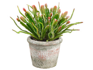 9" Cactus in Clay Pot  Green Burgundy (pack of 6)