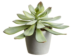 8" Soft Aeonium in Cement Pot  Green Gray (pack of 4)