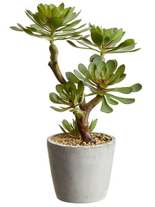 12" Soft Echeveria in Cement Pot Green Gray (pack of 4)