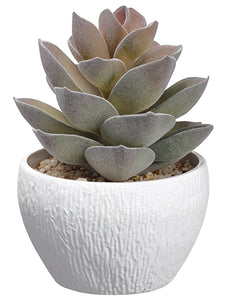 7" Agave in Plastic Pot  Green Gray (pack of 4)