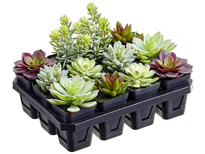 6"Hx9"Wx12.5"L Potted Succulent in Nursery Pack (12 ea/box) Green Burgundy (pack of 1)