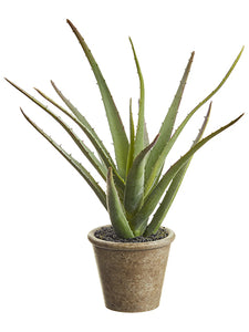 11" Soft Agave in Paper Mache Pot Green (pack of 12)