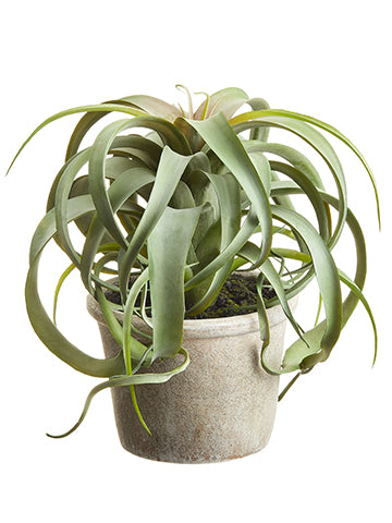 10.5" Tillandsia in Paper Mache Pot Green (pack of 4)