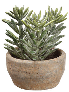 7" Aeonium in Clay Pot  Green (pack of 2)