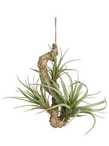 9" Hanging Tillandsia x3 in Pot Green Frosted (pack of 12)