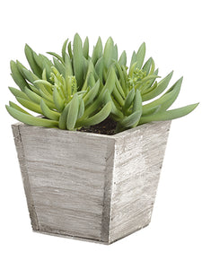 7" Soft PVC Spike Aeonium in Wood Planter Green (pack of 6)