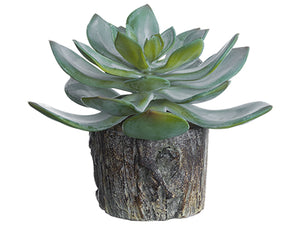 5.5" Echeveria in Cement Planter Green Gray (pack of 6)